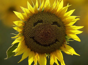 Art Affirmations, Meditations, Reiki and Connections with Gill Fell and Friends